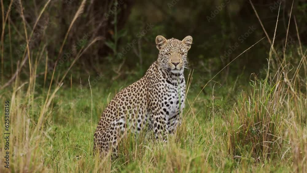 Powerful leopard with beautiful markings sitting peacefully in tall grass, conserving natural wildlife of endangered animals, African Wildlife in Maasai Mara, Kenya, Africa Safari Animals Powerful leopard with beautiful markings sitting peacefully in tall grass, conserving natural wildlife of endangered animals, African Wildlife in Maasai Mara, Kenya, Africa Safari Animals