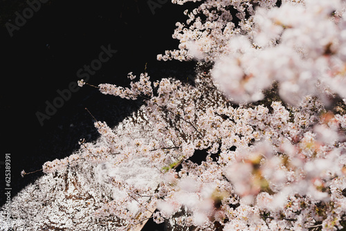 Japanese cherry blossom tree in spring © tanakamoikkai