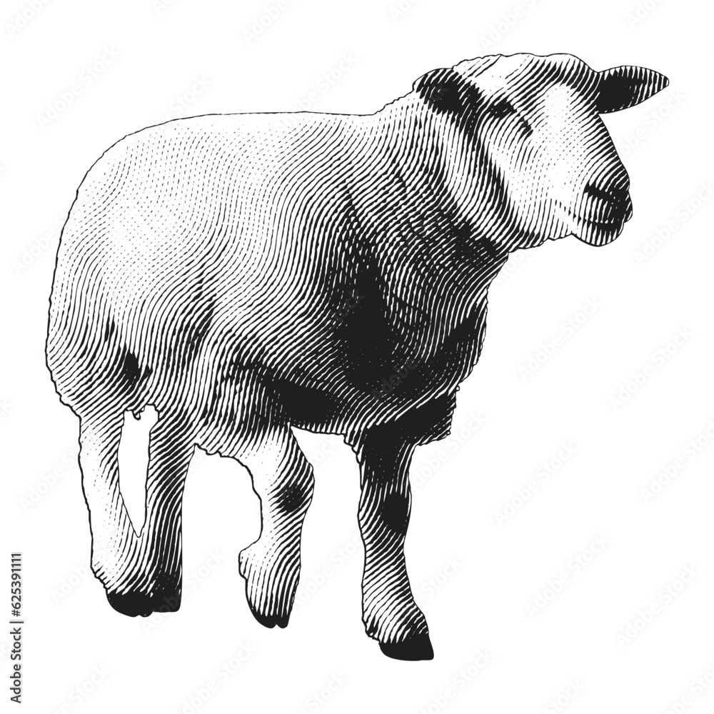 Lamb and Goat vintage engraving illustration. Vector hen what standing