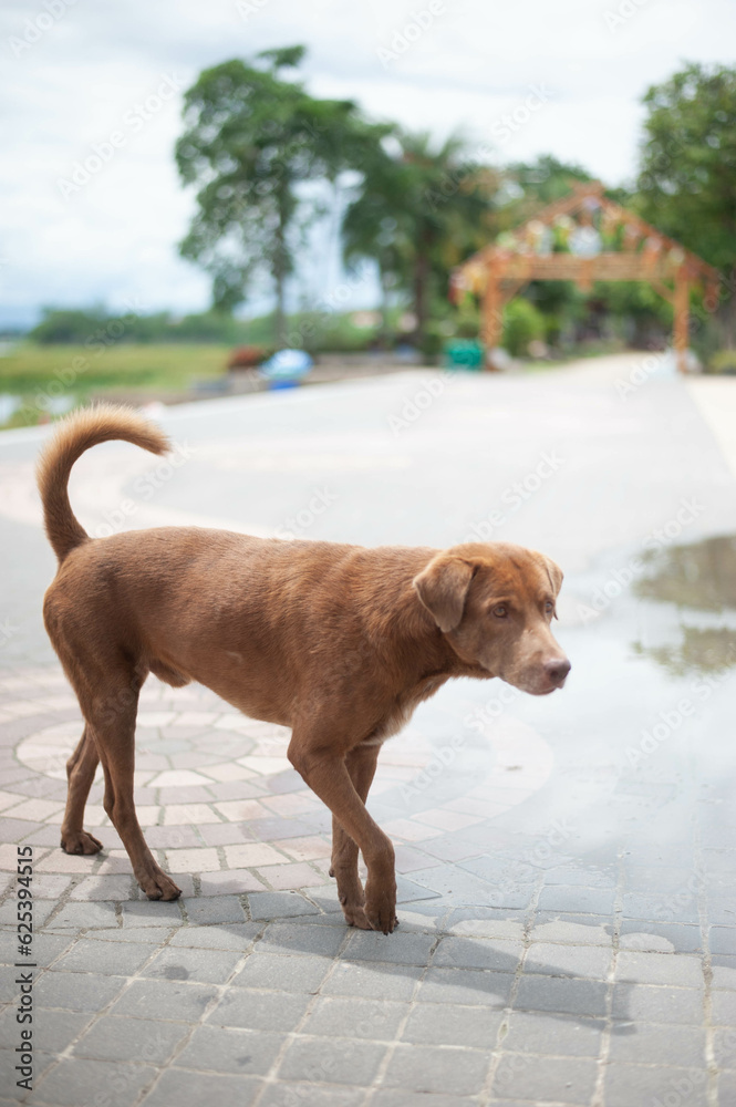 a brown dog standing on a brick walkway a brown dog standing on a brick walkway