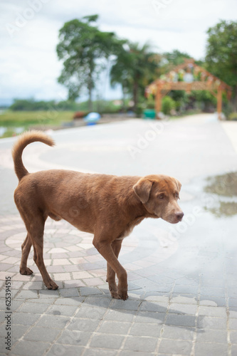 a brown dog standing on a brick walkway