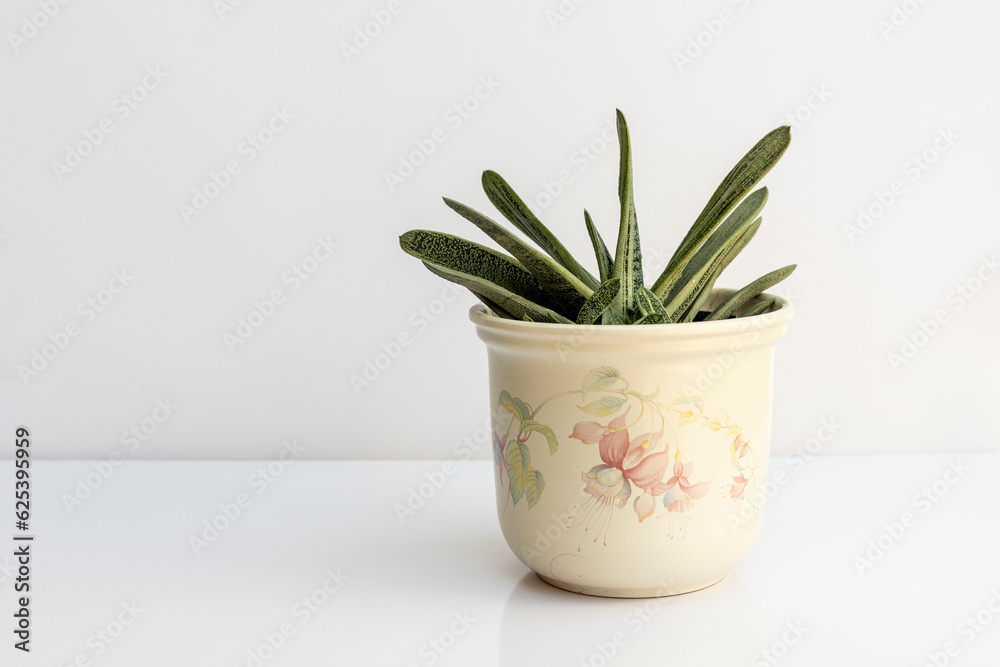 Gasteria little warty succulent plant in a pot isolated on white background Gasteria little warty succulent plant in a pot isolated on white background