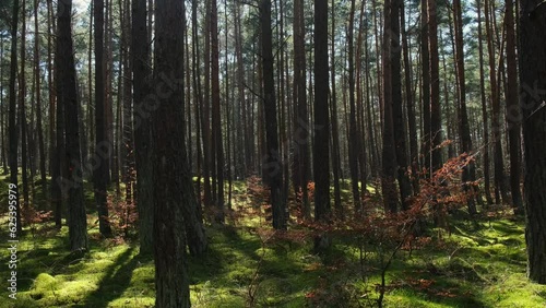 Wallpaper Mural Beautiful pine and fir forest with thick layer of green moss covering the forest floor. Scenic view Sunlight shining through the branches. Forest land background. Magical Deep foggy Forest Misty Old Torontodigital.ca