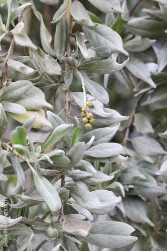 Silver buttonwood tree (Conocarpus erectus var. sericeus)