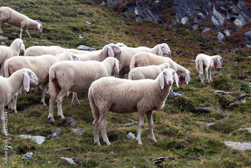 Some sheep in Alps mountains