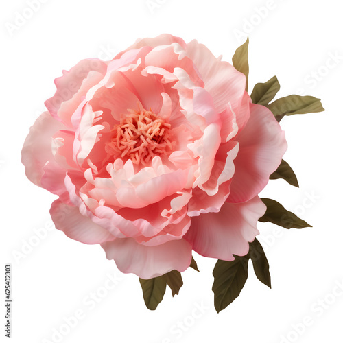 Fototapeta Naklejka Na Ścianę i Meble -  Pink rose isolated on white png transparent background
