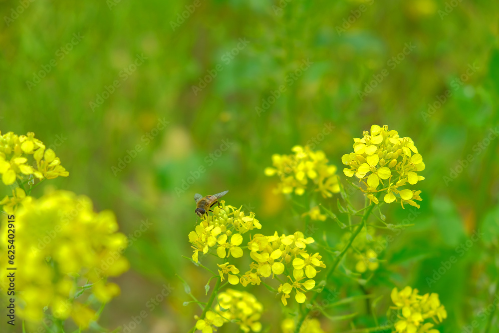 Rapeseed flower with bee Rapeseed flower with bee