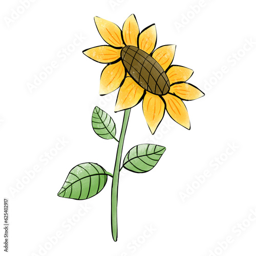 sunflower