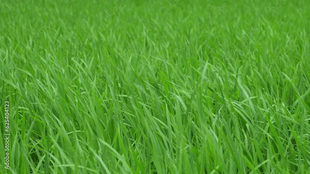 Summer paddy fields, rice swaying in the wind, agriculture Summer paddy fields, rice swaying in the wind, agriculture
