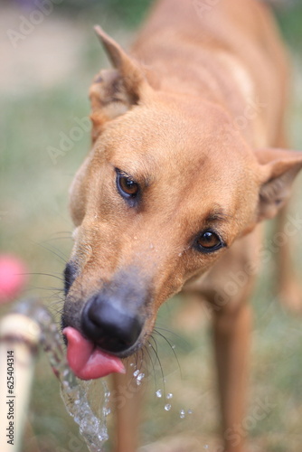 a dog drinking water from the fountain