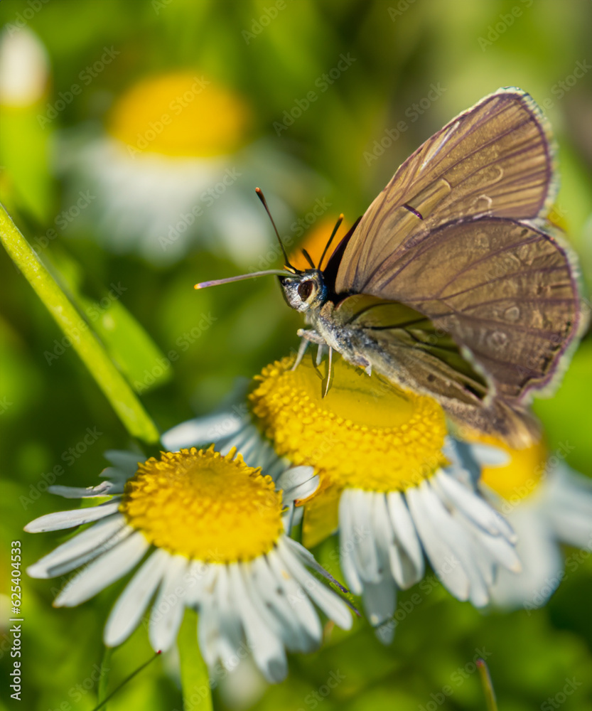 Beautiful wild flowers daisies and butterfly in morning cool haze in nature spring close-up macro Beautiful wild flowers daisies and butterfly in morning cool haze in nature spring close-up macro