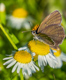 Beautiful wild flowers daisies and butterfly in morning cool haze in nature spring close-up macro