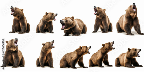 Wildlife Animals Bears Banner Panorama - Collection of Brown Bears (Ursus arctos) in Various Poses - Standing, Sitting, Screaming, Lying - Isolated on White Background