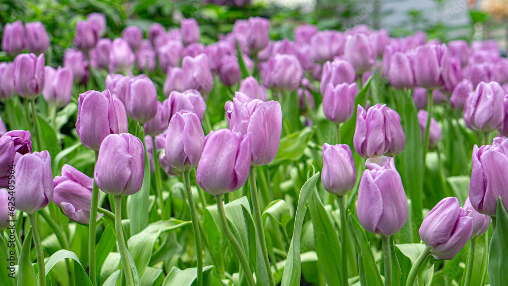 Fototapeta premium tulips in the garden 