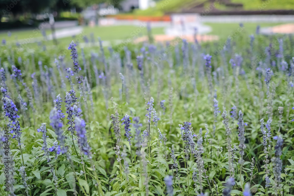 Naklejka premium the blue salvia, Salvia flower in the garden.
