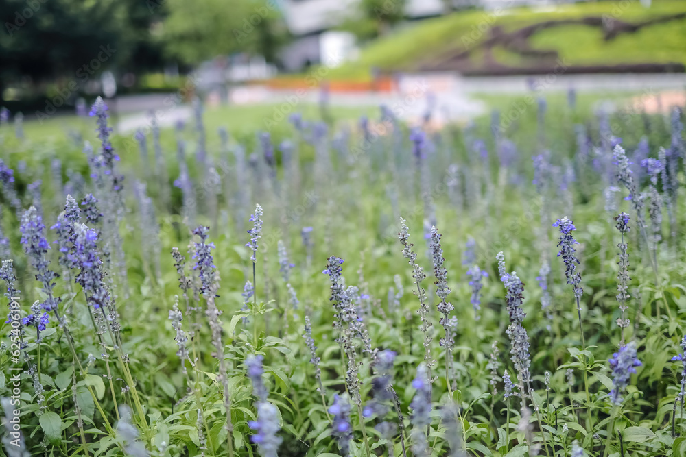 Obraz premium the blue salvia, Salvia flower in the garden.