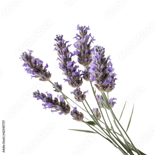 Lavender, isolated on transparent background. 