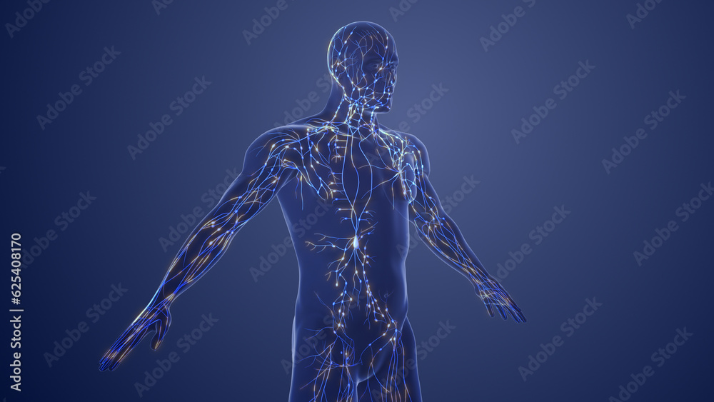 3d Anatomy of human lymphatic system