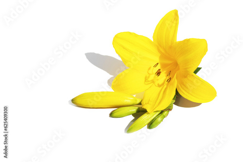 On an isolated white background, flower arrangement with a bud of yellow fresh lily.Design element.