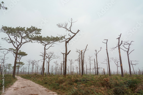 Dried trees in the winter at Mysterious forest with a view of fog