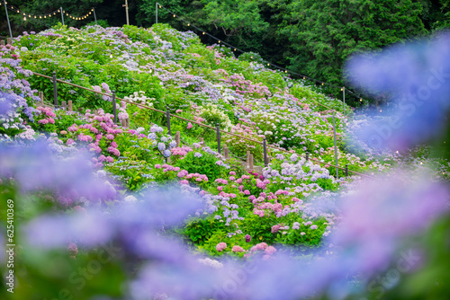 愛知県蒲郡市　アジサイの咲き誇る風景