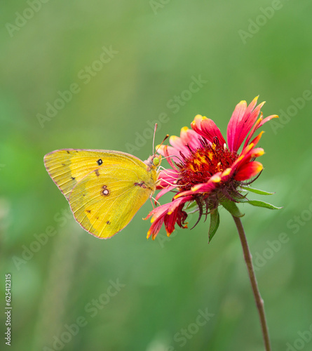 Orange Sulphur (Colias eurytheme) butterfly feeding on Indian Blanket flower in the spring. Natural green background with copy space. © leekris