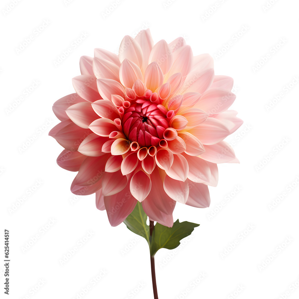 Pink dahlia flower isolated on white png transparent background