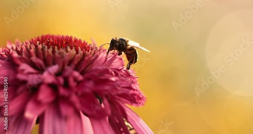 bee on echinacea flower during sunset	