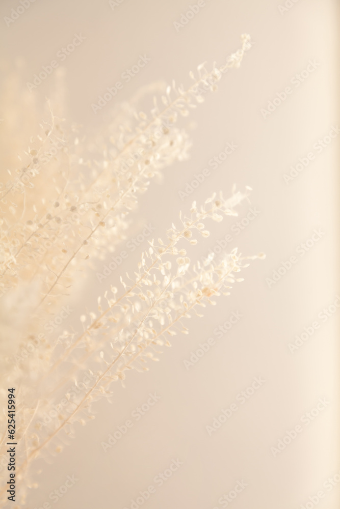 Sprigs of grass on a blurred background.... Sprigs of grass on a blurred background....