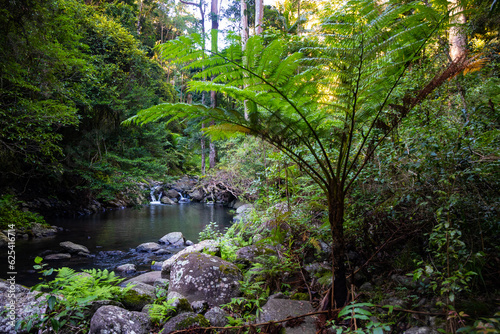 unique scenery of lamington national park on the path to larapinta falls; dense rainforest vegetation alongside rocky creek with little waterfalls; gondwana rainforest in queensland, australia	 photo