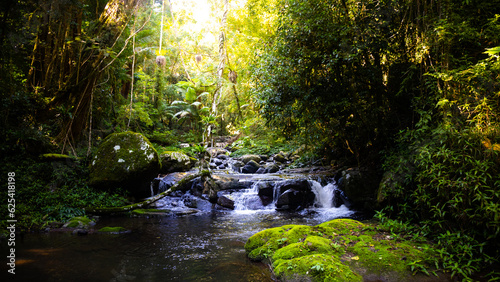 unique scenery of lamington national park on the path to larapinta falls; dense rainforest vegetation alongside rocky creek with little waterfalls; gondwana rainforest in queensland, australia	 photo