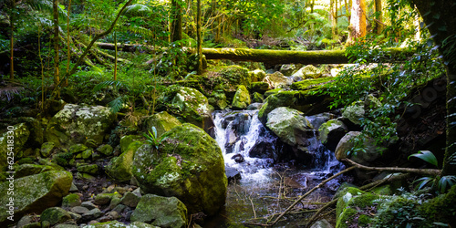 Foto unique scenery of lamington national park on the path to larapinta falls; dense