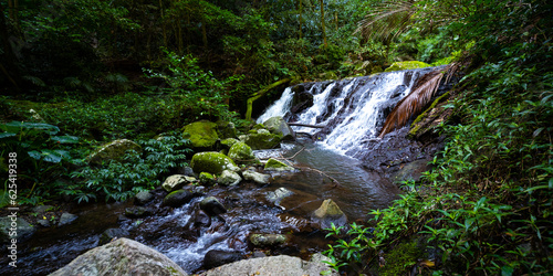 unique scenery of lamington national park on the path to larapinta falls; dense rainforest vegetation alongside rocky creek with little waterfalls; gondwana rainforest in queensland, australia	 photo
