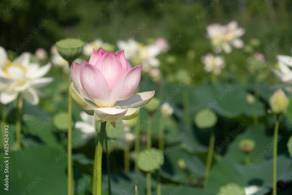 Lotus flowers at Kenilworth Aquatic Garden in Washington, D.C.