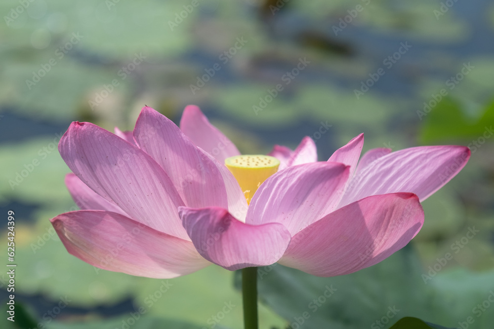 Pink lotus at Kenilworth Aquatic Garden in Washington, D.C. Pink lotus at Kenilworth Aquatic Garden in Washington, D.C.