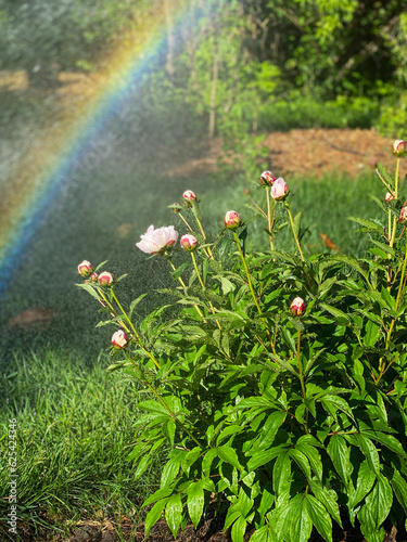 Fototapeta Naklejka Na Ścianę i Meble -  Rainbow over peonies growing in backyard garden.