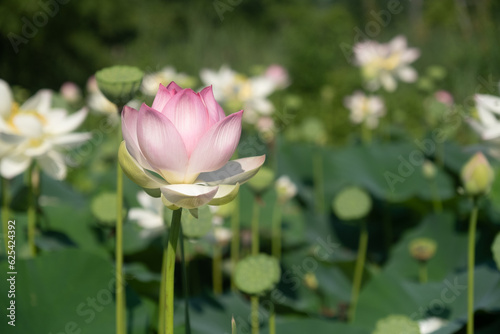 Lotus flowers at Kenilworth Aquatic Garden in Washington, D.C.
