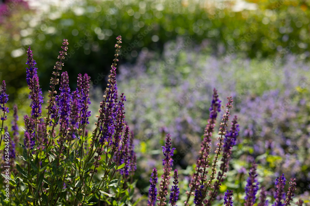 Naklejka premium Sage flowers in the meadow