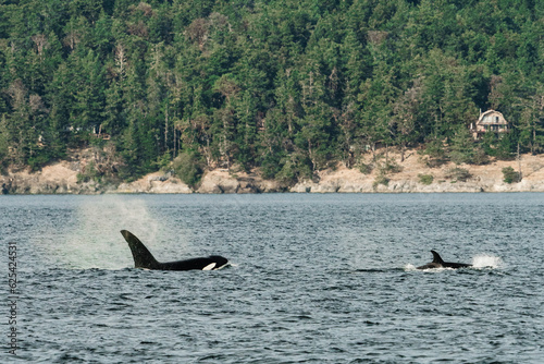 Wide view of two Bigg's Killer Whales in Washington State photo