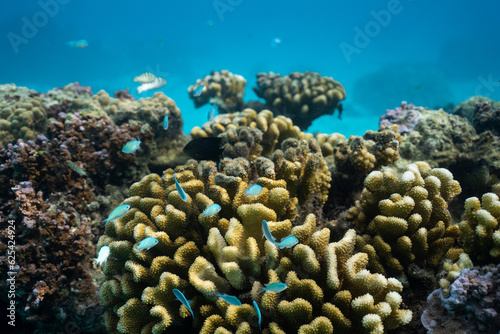Underwater picture of fish and corals in French Polynesia