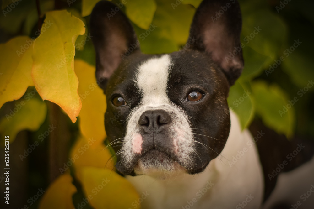 Autumn portrait of French buldog in leaves. He is so cute in the leaves. He has so lovely face.