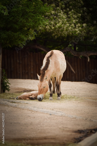 Przewalski's Horse is grazing in a zoo. Autumn day at the zoo