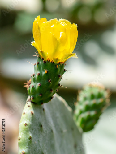 Yellow flowers on a cactus. Nature