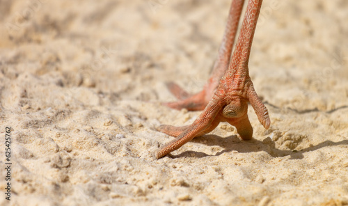 Close-up of a bird's paw on sandy ground photo