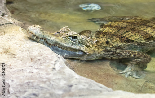 Crocodile in the zoo, closeup of photo