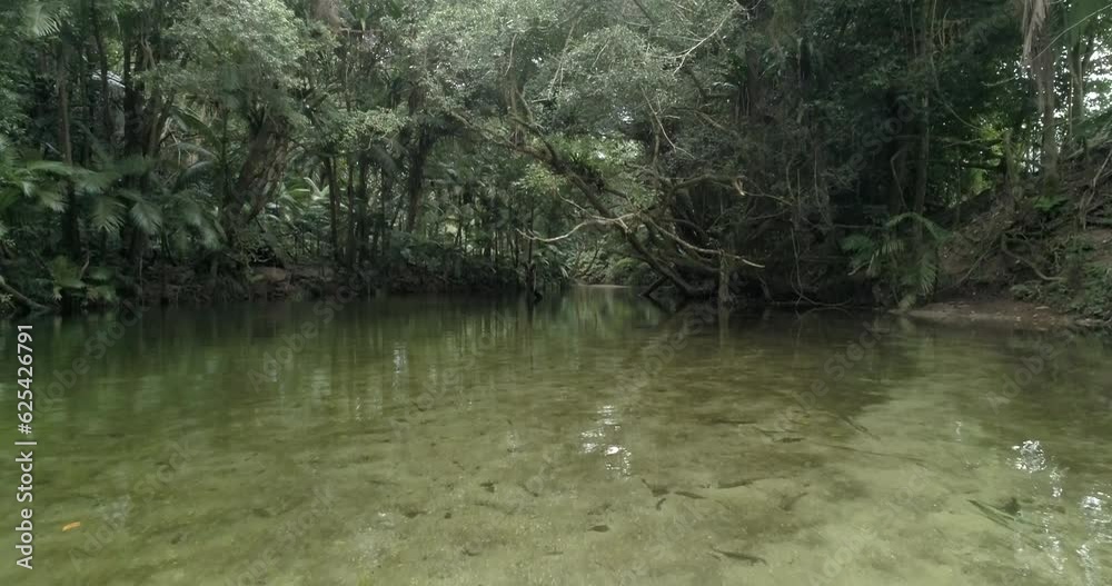 4K Aerial Journey: Daintree Rainforest - Gliding Low Over a Tranquil Stream. Captivating Forward Movement amidst Enchanting Forest, Towering Trees. 4K Aerial Journey: Daintree Rainforest - Gliding Low Over a Tranquil Stream. Captivating Forward Movement amidst Enchanting Forest, Towering Trees.