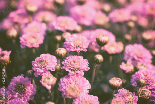 Nature flower background. Flowering pink chrysanthemum in summer © vvvita