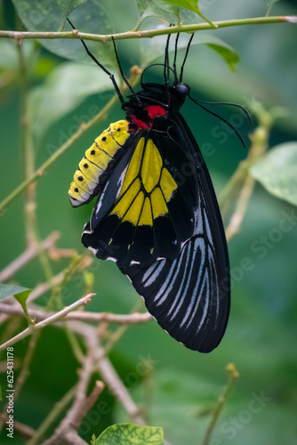 Golden Birdwing Butterfly on Plant