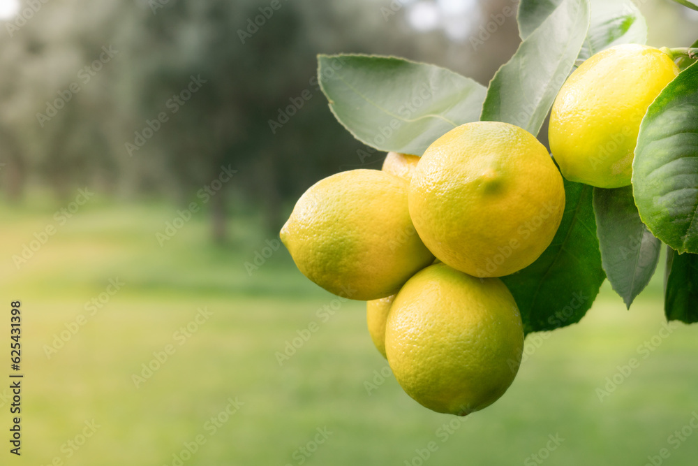 Lemons on a Tree