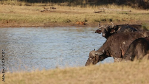 African buffalo drinking water early morning